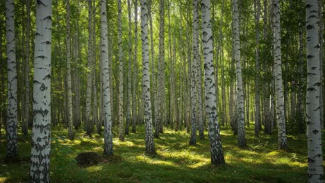 a tranquil birch forest illuminated by soft sunlight, showcasing the majestic beauty of nature with graceful trees and lush greenery