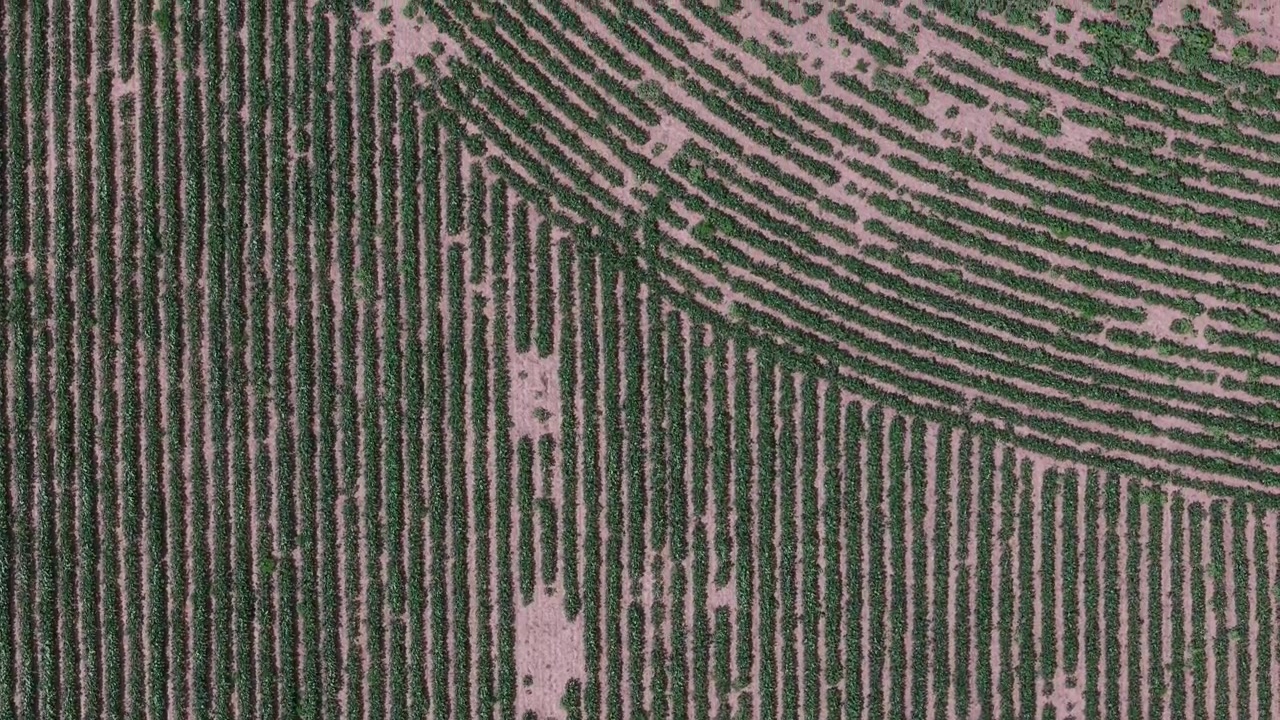 An aerial top-down view shows organized green crop rows growing in a rural field, highlighting industrial agriculture and modern farming.
