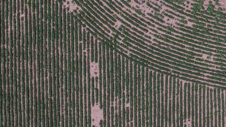 An aerial top-down view shows organized green crop rows growing in a rural field, highlighting industrial agriculture and modern farming.