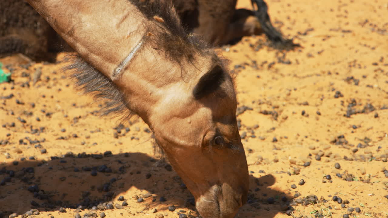 primer plano de un camello comiendo en merzouga, marruecos