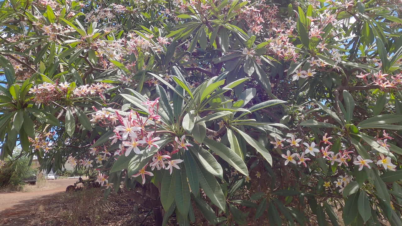Waianae Beauty Plumeria flowers in Hawaii