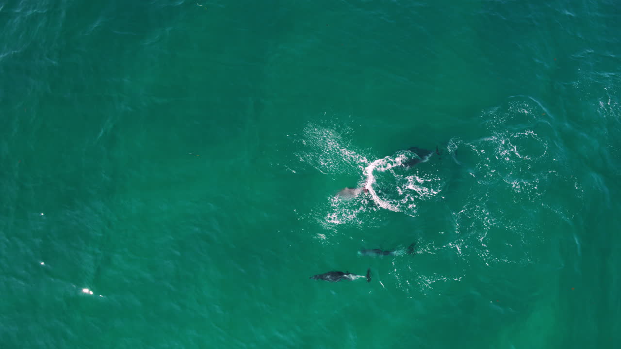 Dolphins gliding beneath the surface in crystal-clear sea, seen from top-down angle aerial swimming and leaping in unison
