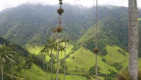 drone flies through tall wax palm trees in colombia's cocora valley