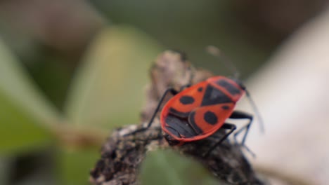 European firebug insect crawling slowly on a leaf, closeup