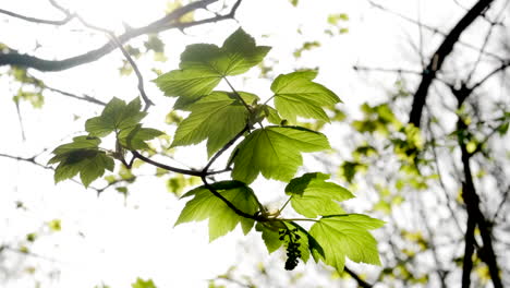 las primeras hojas de arce sicómoro de la primavera en un bosque en worcestershire, inglaterra, mientras el sol de principios de temporada ilumina las hojas jóvenes
