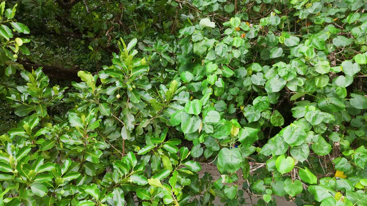 Aerial footage of dense mangrove foliage with vibrant green leaves, captured in natural daylight, showcasing the rich biodiversity