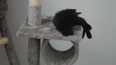 adorable black kitten chilling on cat three platform