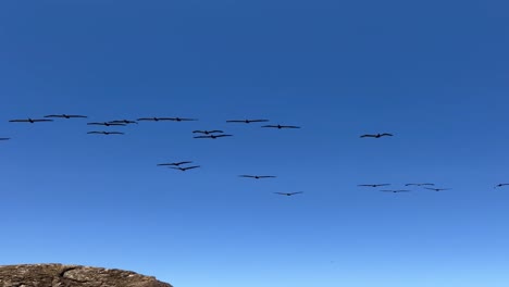 bird flock in guanacaste, costa rica