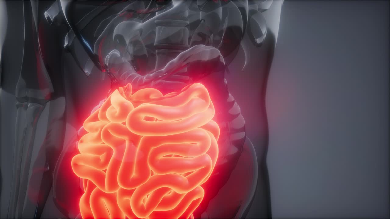 examen de radiología del intestino delgado humano