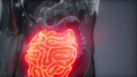 Human-Small-Intestine-Radiology-Exam