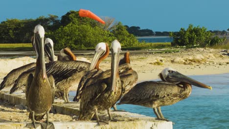 un grupo de pelícanos marrones del caribe de pie en el muelle en los rocas