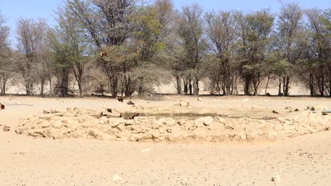 Schabrackenschakal-Greift-Namaqua-Sandhuhnherde-Beim-Trinken-An