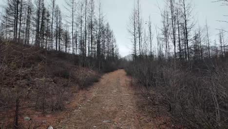 Autumn-spring-coniferous-forest-in-the-daytime