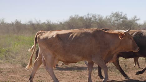 ganado vacuno caminando en una zona agrícola rural