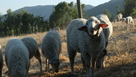 sheep grazing agriculture