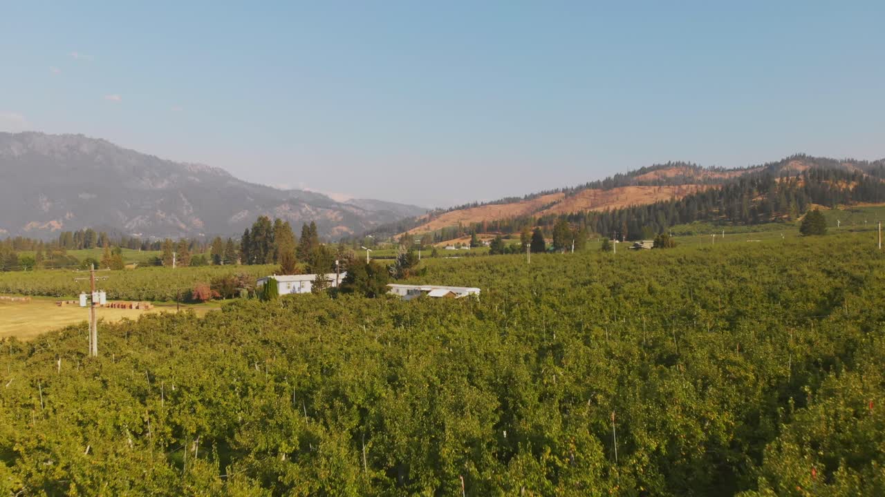 Aerial boom-up over pear trees revealing expansive orchard and rolling hills in the background