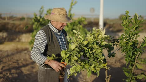 elderly farmer caring for orange trees