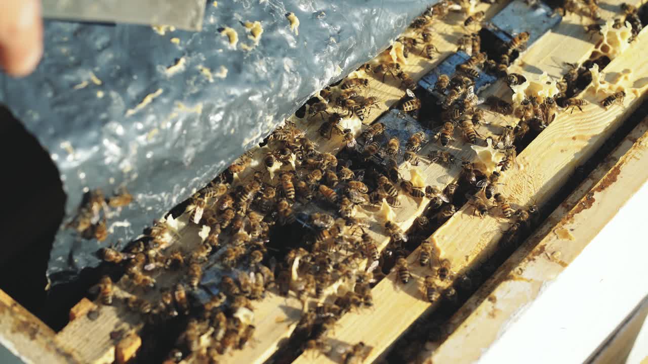 Close up view of the working bees on honey cells. Working bees on honeycomb.