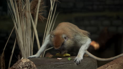 monos en el zoológico - mono patas adulto del este de áfrica con nariz blanca también conocido como erythrocebus patas pyrrhonotus comiendo fruta amarilla - plano medio