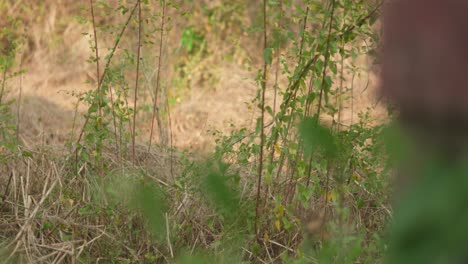 A-field-of-grass-with-some-weeds-and-a-few-trees-in-India