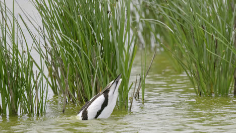 Avocet-wading-seabird-feeding-on-the-marshlands-of-the-lincolnshire-coast-marshlands,-UK