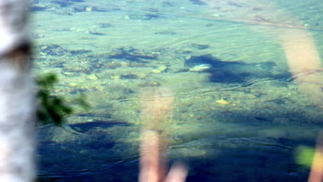 big brown trout in a stream in western norway