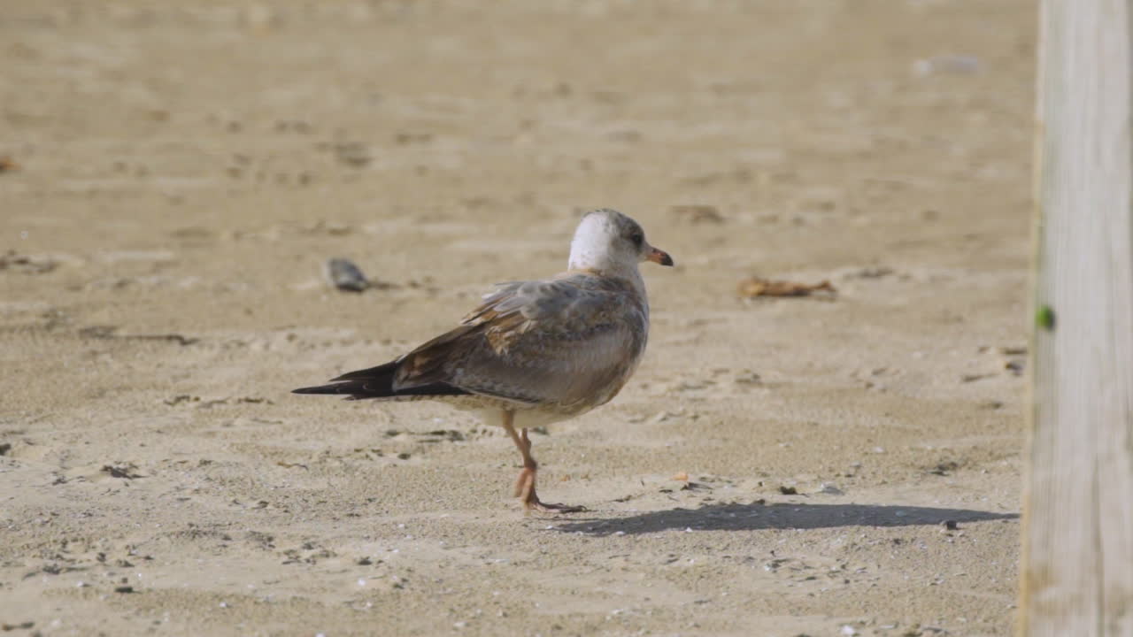 갈매기는 해변을 걸으면서 쓰레기를 배설한다