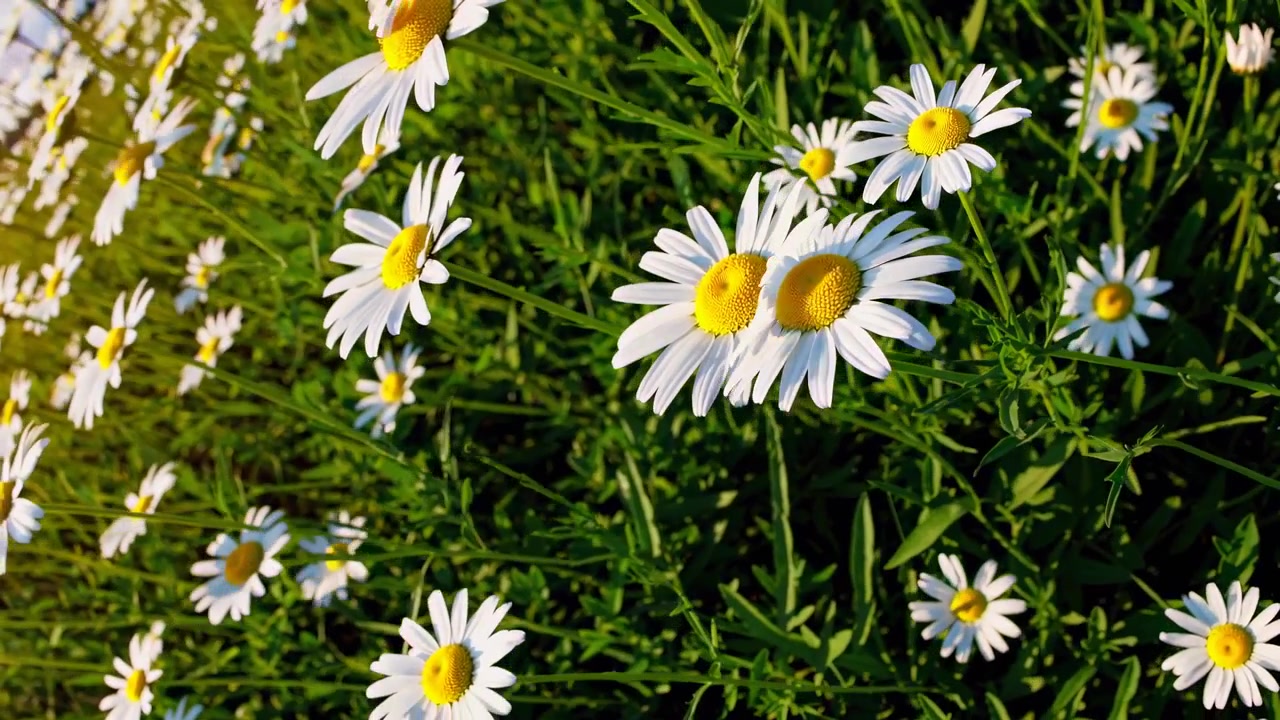 Campo di margherite bianche in piena fioritura in una giornata di sole