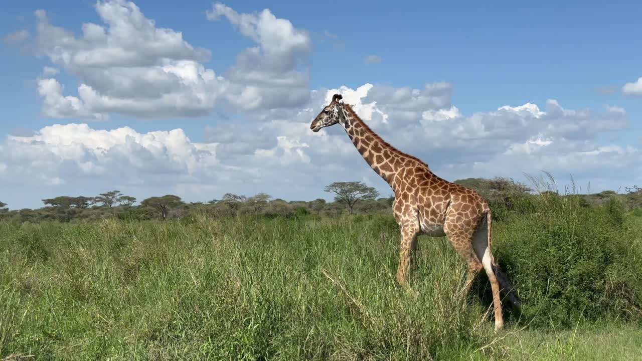 Giraffa Masai (Giraffa tippelskirchi) che cammina nel Parco Nazionale del Serengeti, Tanzania