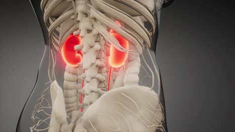 medically accurate illustration of the kidneys