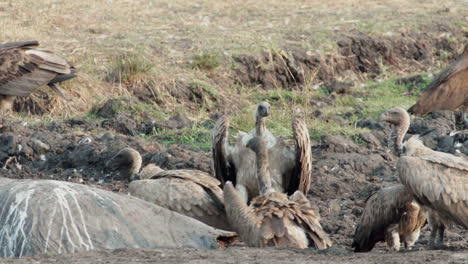 Gruppe-Weißrückengeier-In-Der-Nähe-Eines-Toten-Nilpferds