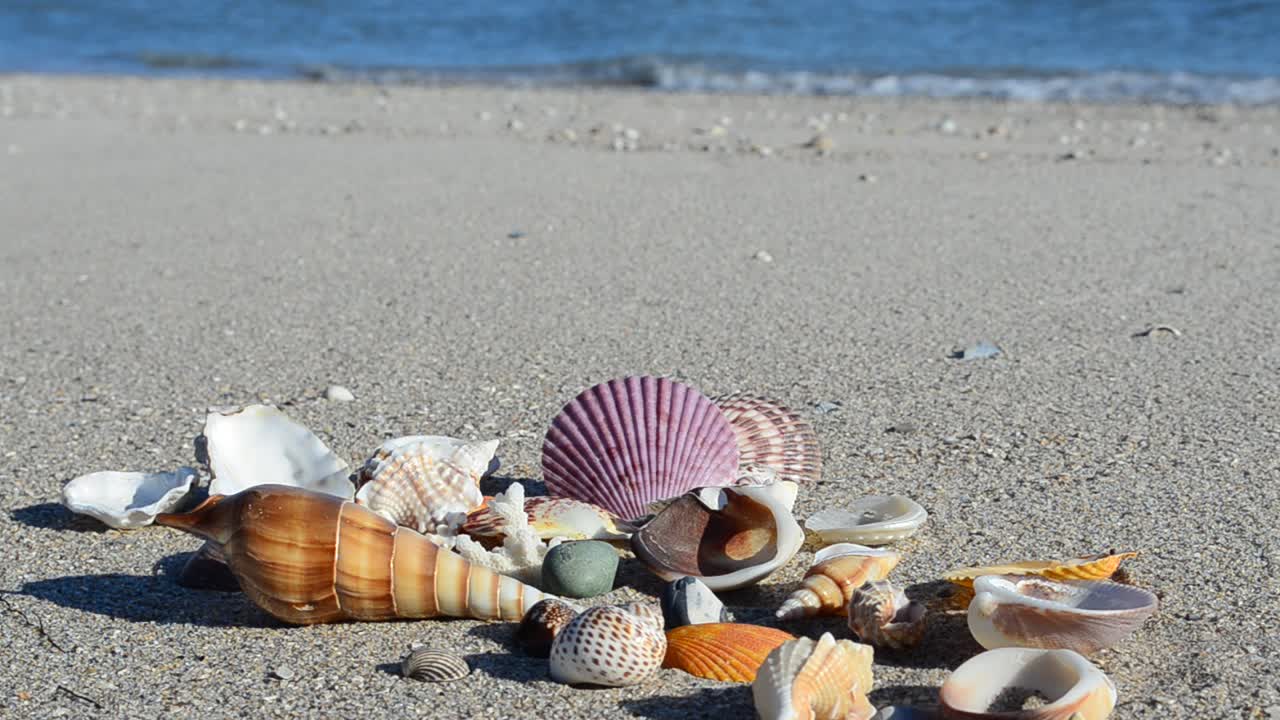 Cockleshells on sand against the background of waves. Shooting on the beach
