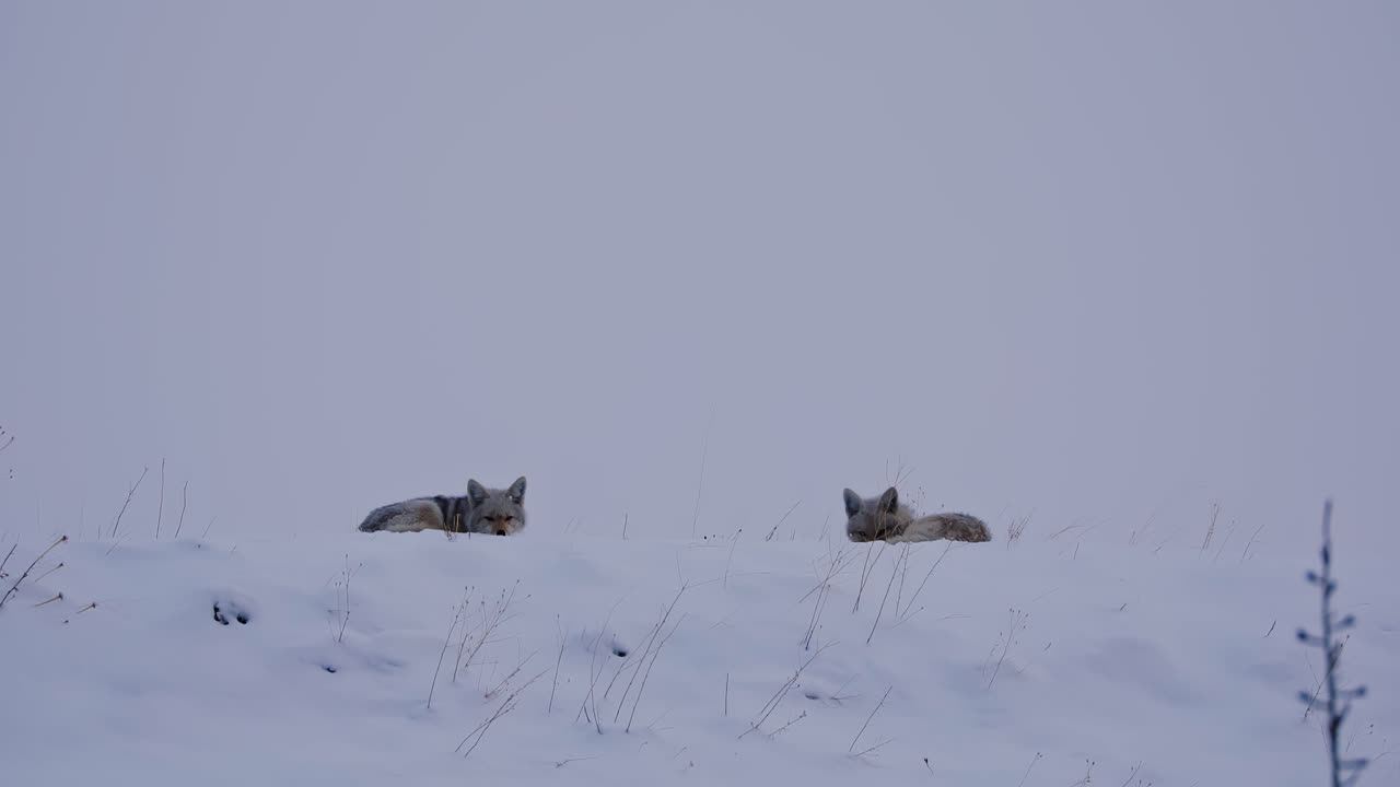 Coyotes In The Snow In Alberta, Canada - Wide Shot
