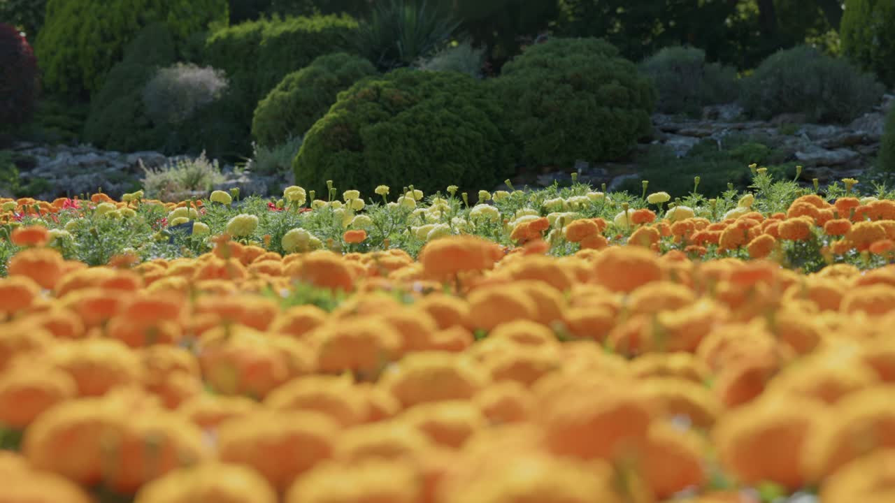 Marigold Flowers - Beautiful Flowers In The Field - Close Up