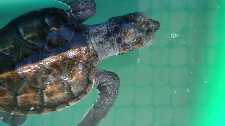 Baby turtles in a breeding pond