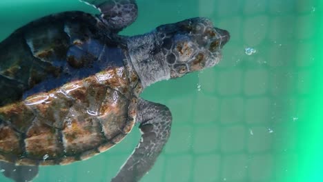 baby turtles in a breeding pond