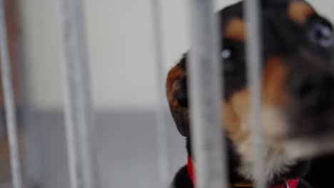 close-up of a black and brown dog locked in a cage waving paw