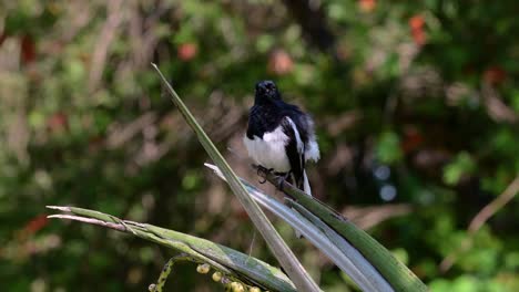 The-Oriental-magpie-robin-is-a-very-common-passerine-bird-in-Thailand-in-which-it-can-be-seen-anywhere