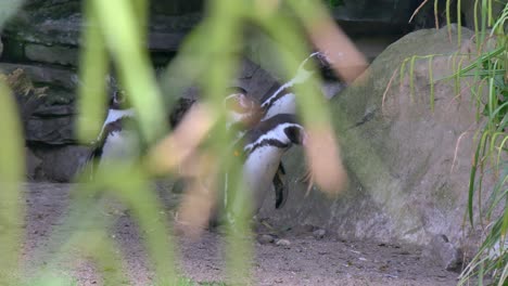 a waddle of humboldt penguins gathered together