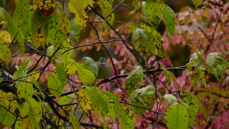 A-small-bird-sitting-on-the-branch-of-a-tree-in-early-fall,-scratching-itself,-looking-around,-before-flying-away