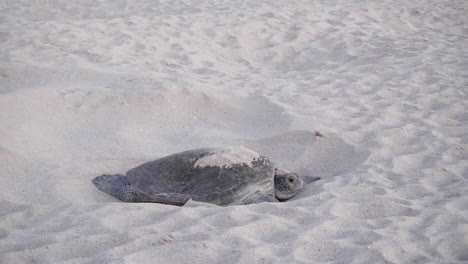 Tortuga-Cubriendo-Nido-Con-Huevos-En-La-Playa-De-Omán