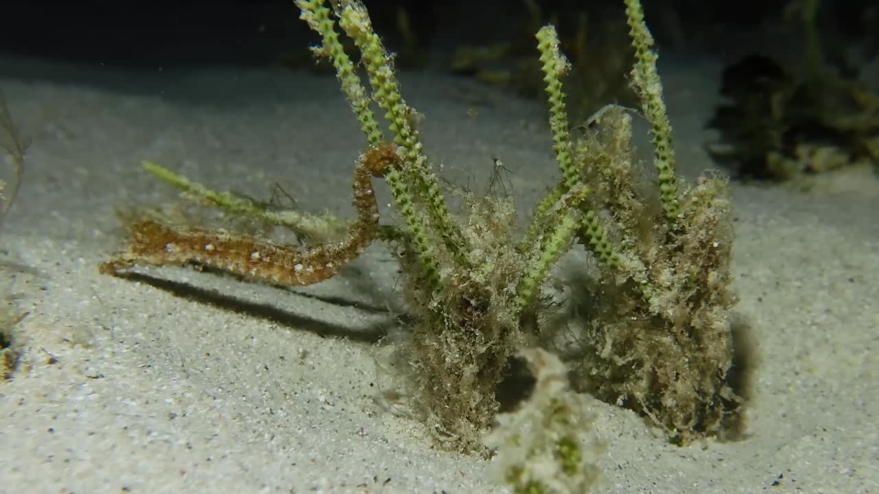 Two rare Seahorse Hippocamous tyro swimming around sea grass at night in Mauritius Island