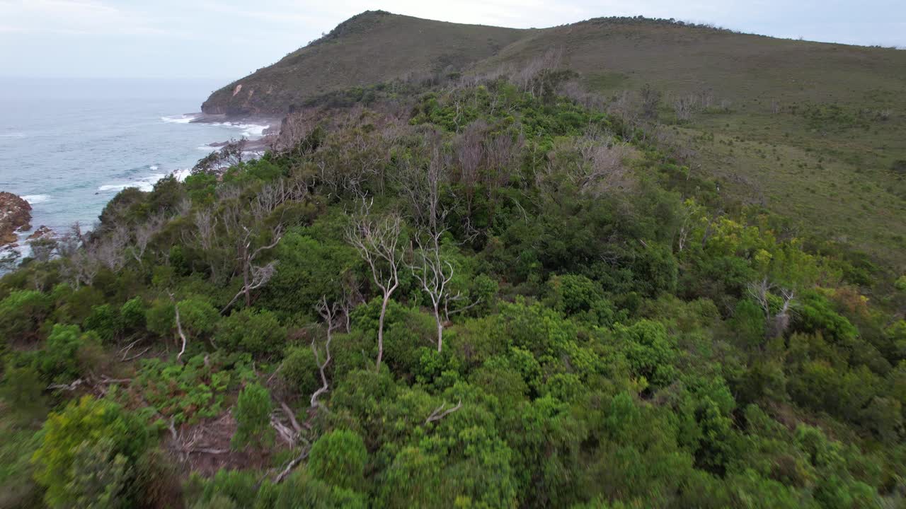 Forest Trees on Headland Of Diamond Head In New South Wales, Australia. aerial shot