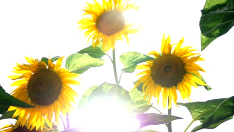blooming sunflowers field at bright sunny summer day.
