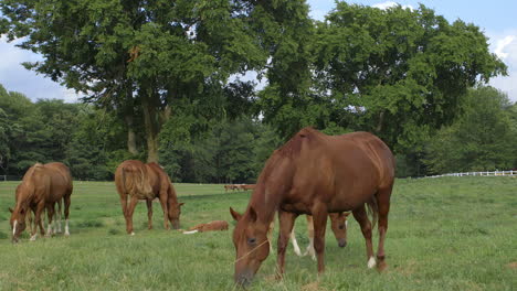 young-colts-and-mares-graze-in-a-field-on-a-farm-in-the-midwest