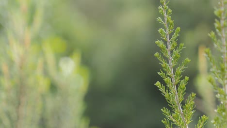 fondos títulos, desenfocado, frutos rojos, amarillo, naturaleza forestal