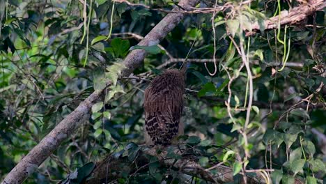 魚烏 (buffy fish owl) 是一個大型烏,但卻是四種烏中最小的