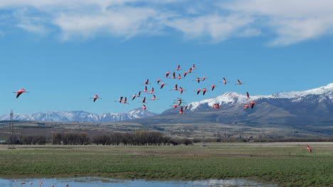 aerial view of flock chilean pink flamingos in stunning patagonian landscape. wildlife conservation