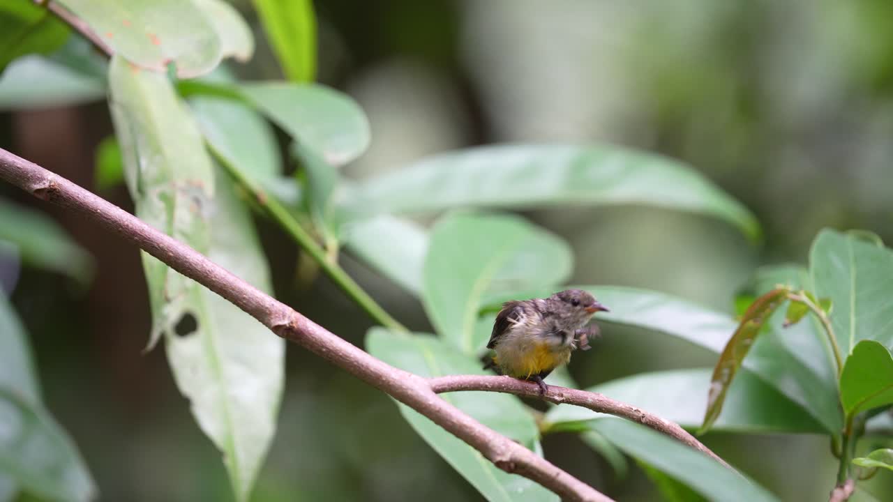 pájaro pico de panza de vientre naranja picoteando en el árbol