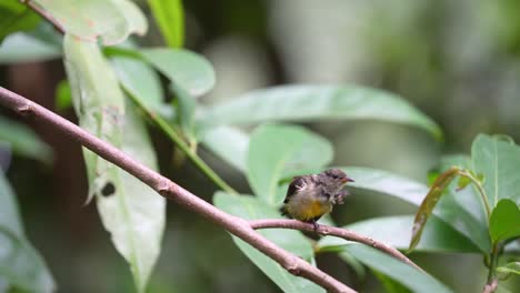 Orange-bellied-flowerpecker-bird-peching-on-the-tree